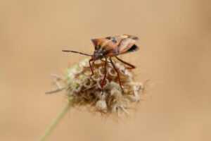 how to fix bug on evebiohaztech