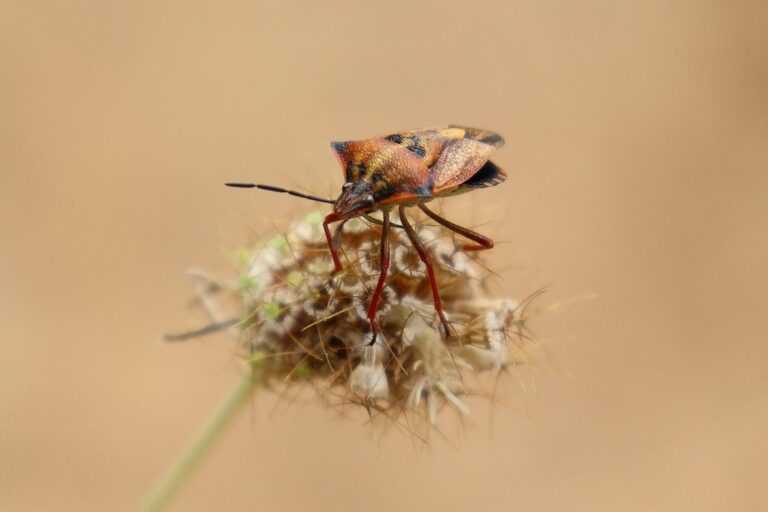 how to fix bug on evebiohaztech