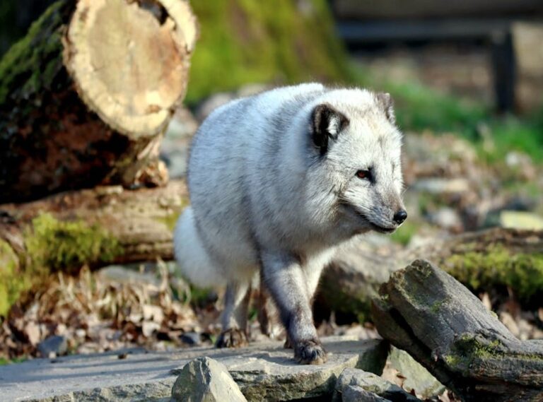 Mopfell78 Version Pc