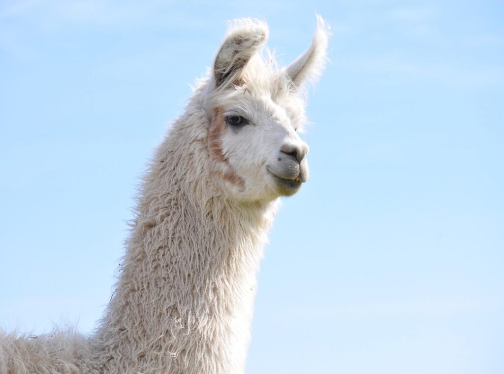 nicki nicole fotos actuales